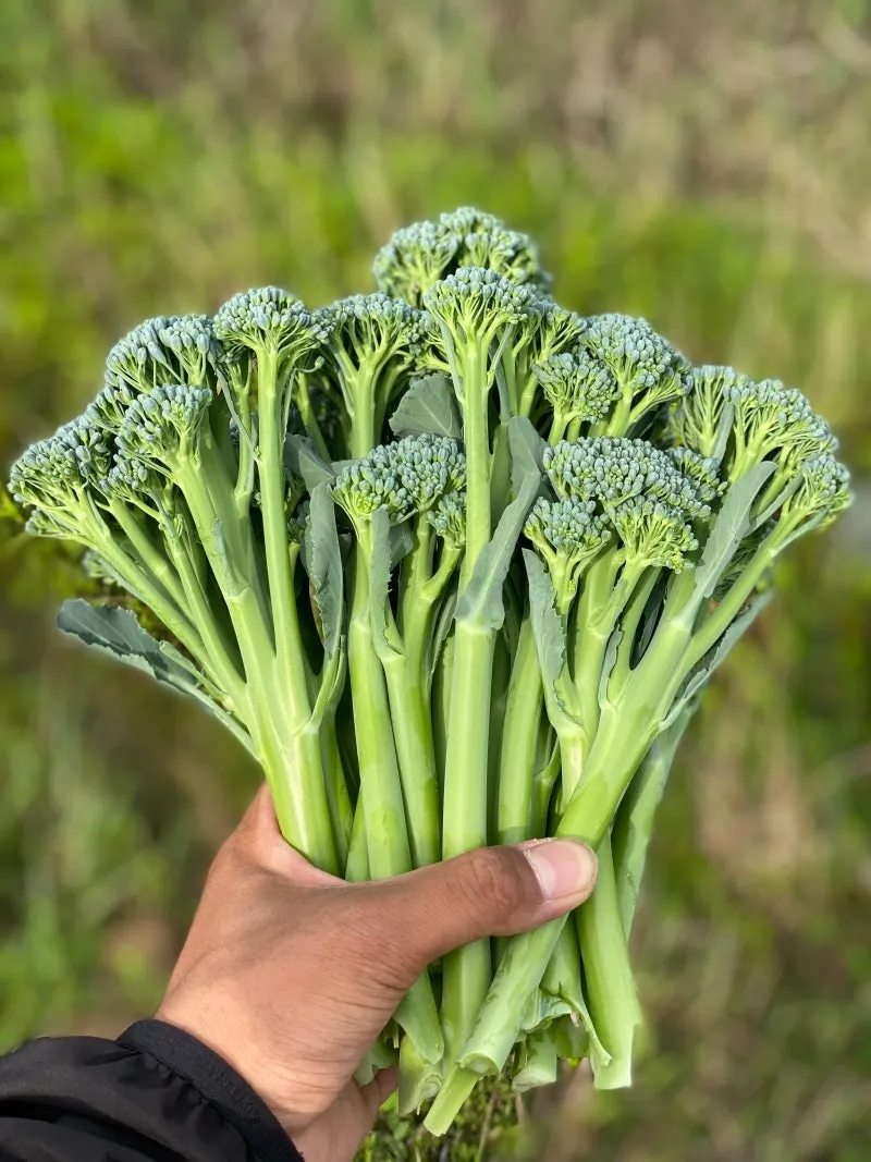 브로콜리니 재배 가지 분지 키우기 연속 수확 물 관리_3