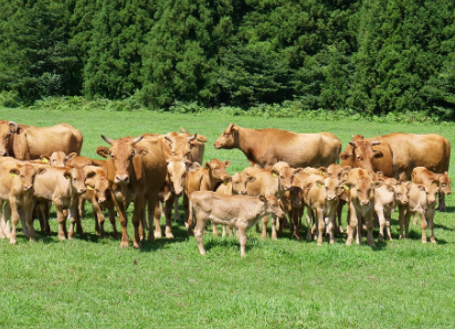 2026 설맞이 한우페스타 할인 판매 안내