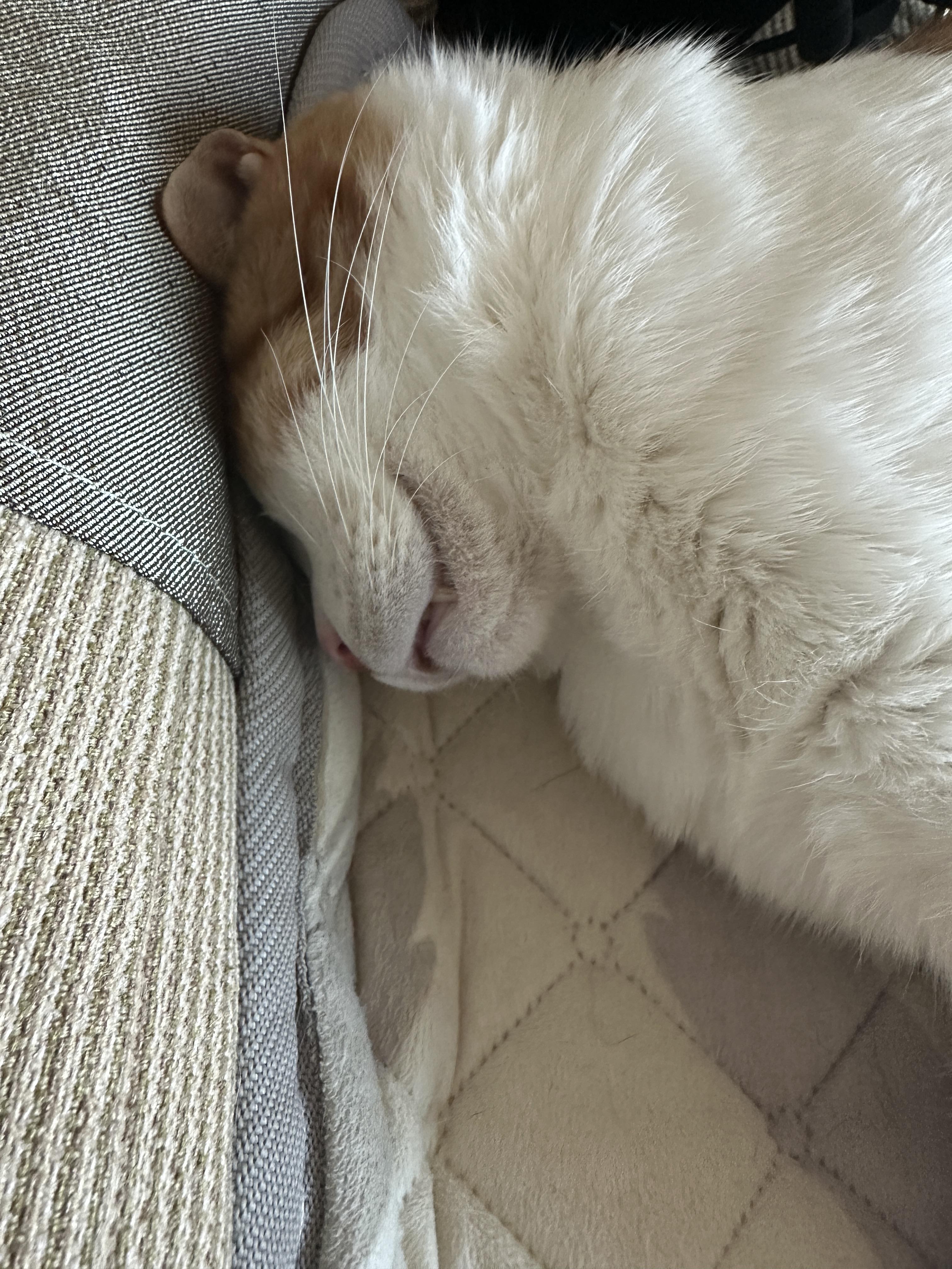 잘 때도 귀여운 막둥이 도촬하기 (feat. 6월에도 찜질하는 고양이들)