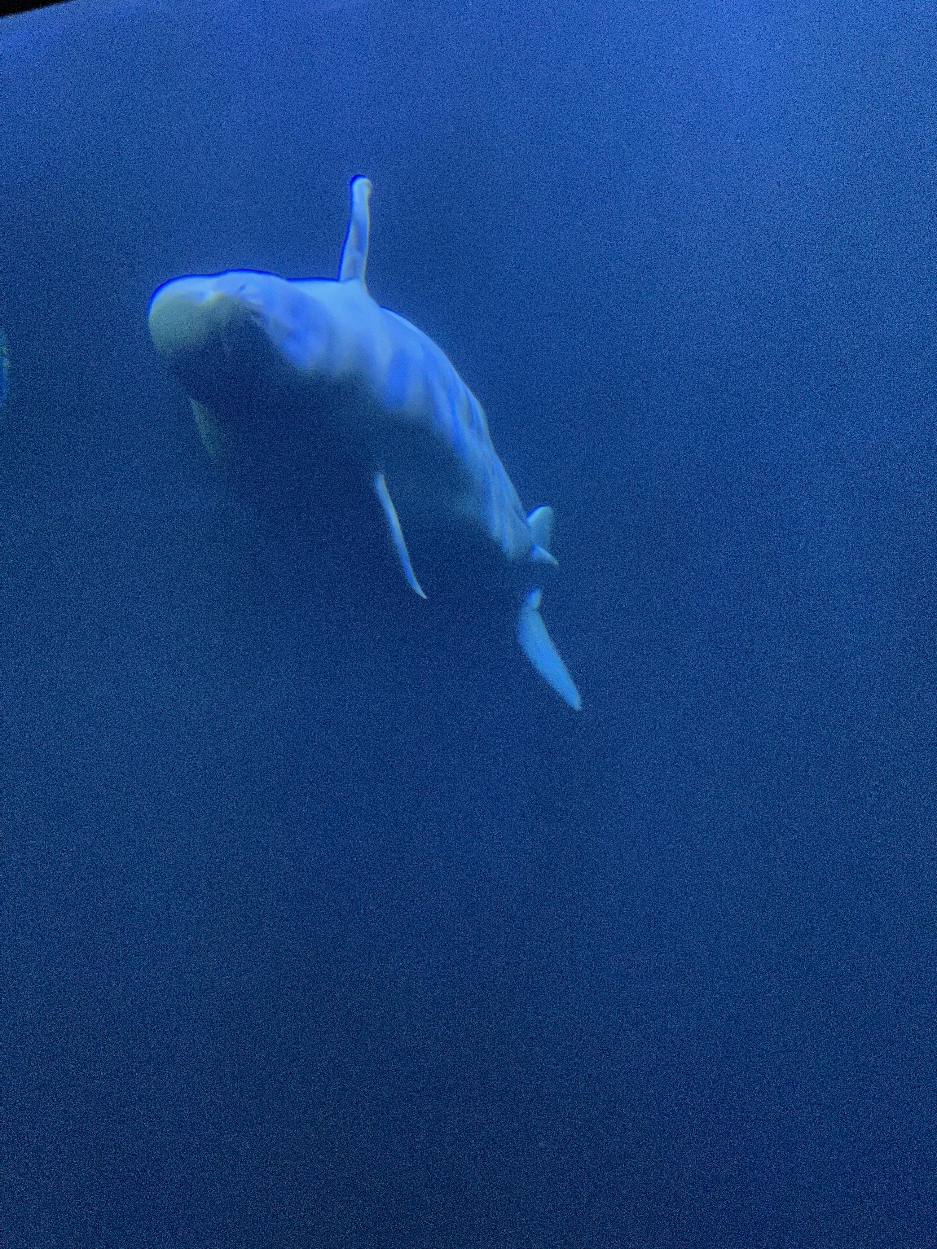 여수 아쿠아플라넷