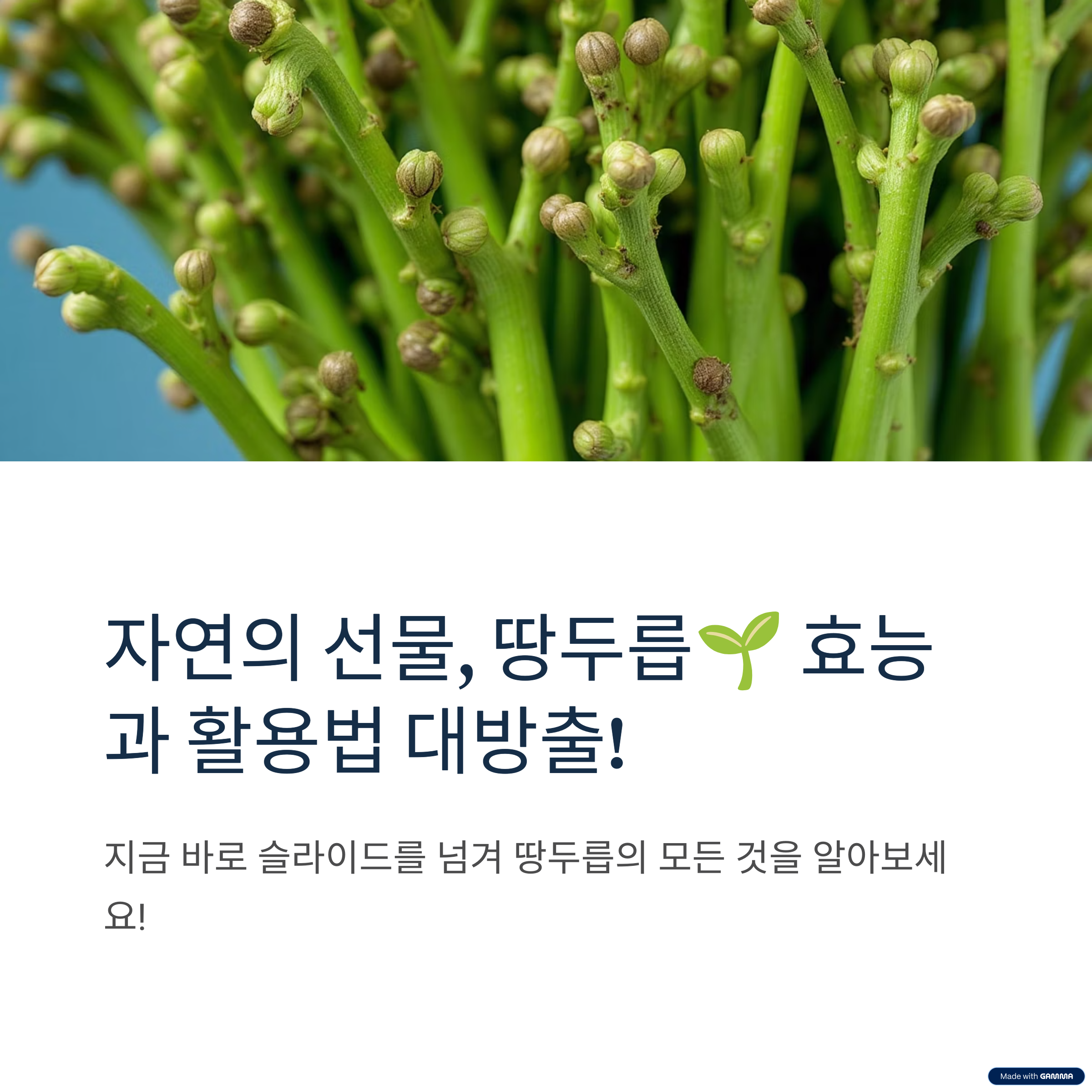 땅두릅이 뭐길래? 봄철 건강식재료의 진가를 파헤쳐보다!