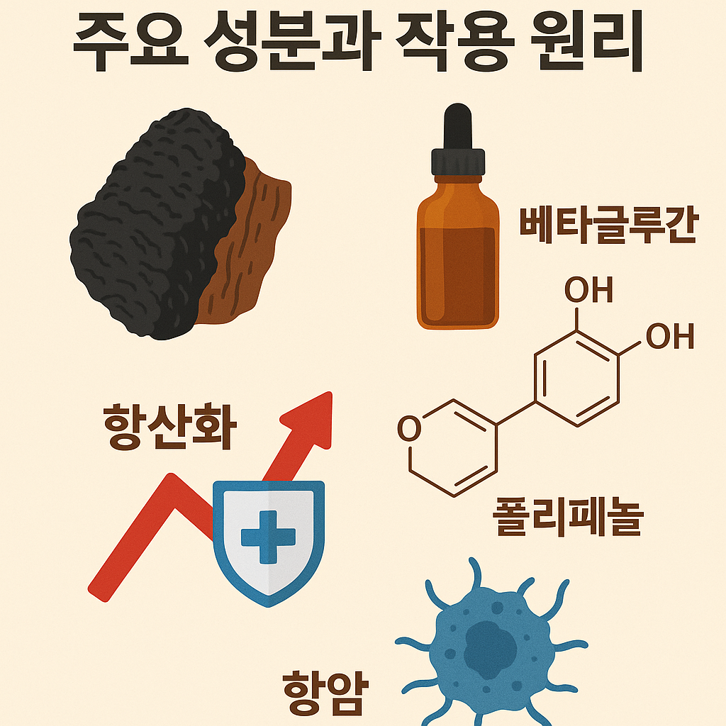 차가버섯 주요 성분과 작용 원리에 대한 이미지