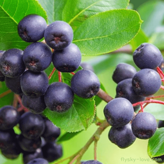 젊음의 열매 마키베리 (Maqui Berry)