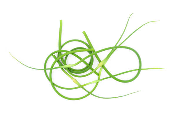 마늘쫑 효능&amp;#44; 나오는 시기와 부작용에 대해 알아봤습니다. 마늘쫑은 그 풍부한 영양소와 미생물을 통해 건강에 많은 이점을 제공하는 것으로 알려져 있으며&amp;#44; 신뢰할 수 있는 연구들이 그 효능을 뒷받침하고 있습니다. 어떤 효능이 있는지 참고해주세요!