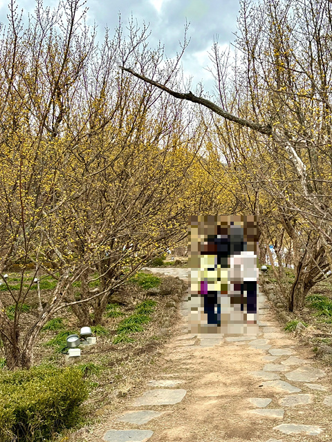 구례 산수유축제 기간, 실시간, 추천 코스, 주차장, 행사장 음식 정보