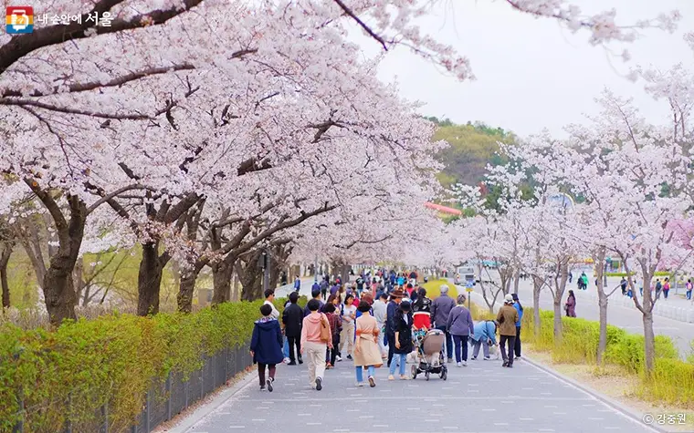 어린이대공원 벚꽃