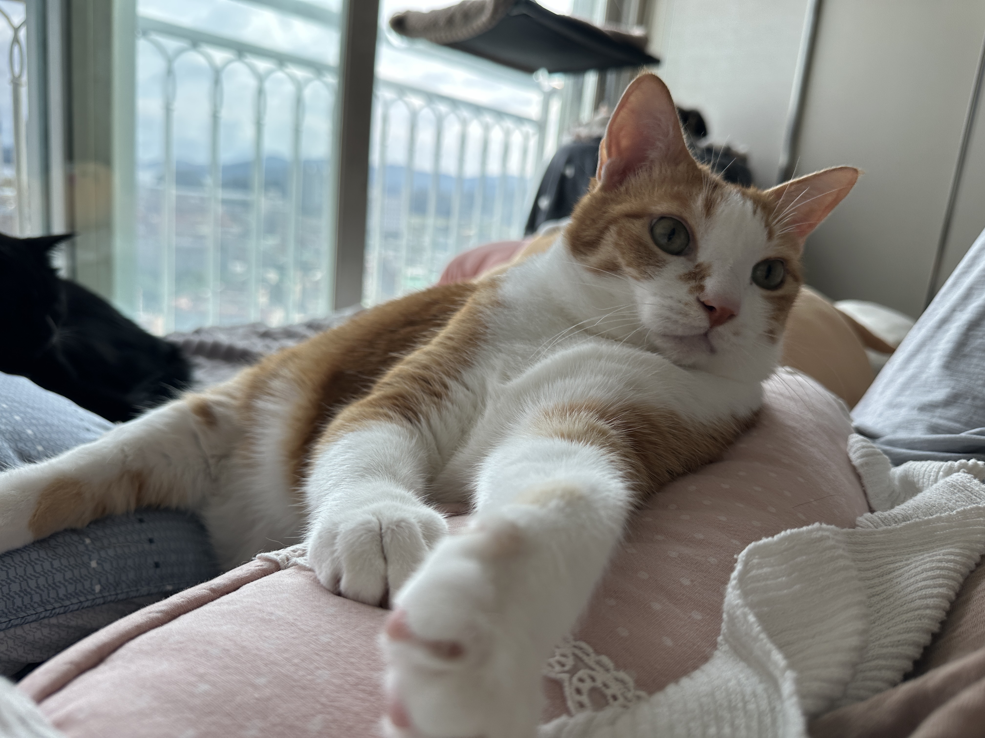 베개에_기대서_엄마랑_아이컨택중인_치즈냥이_호야_4