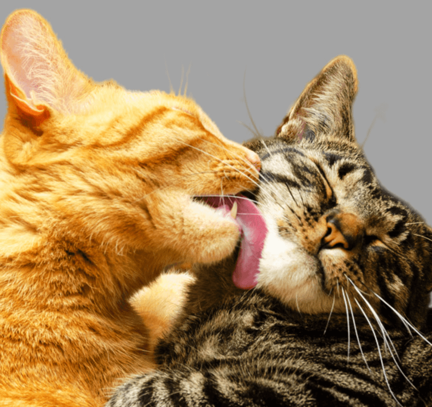 고양이 그루밍 사진