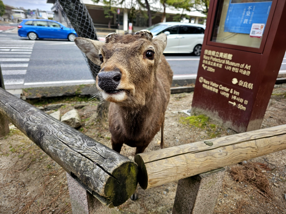 사슴