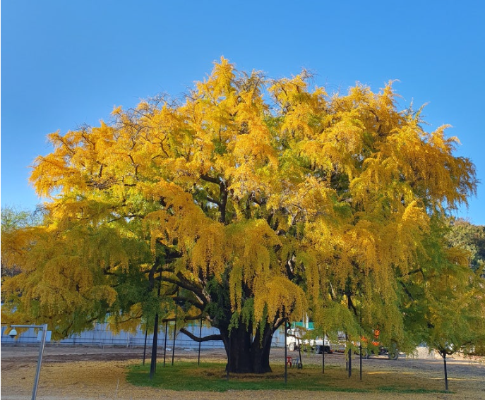 장수동 은행나무