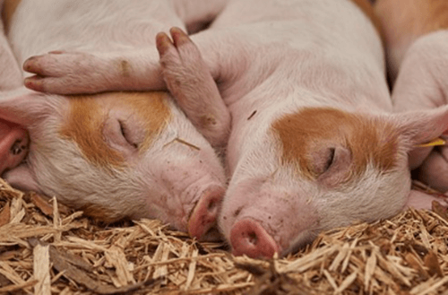 두 마리 아기 돼지가 서로 붙어서 귀엽게 자는 모습입니다.
