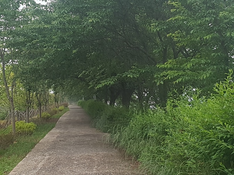 하루 만보 걷기