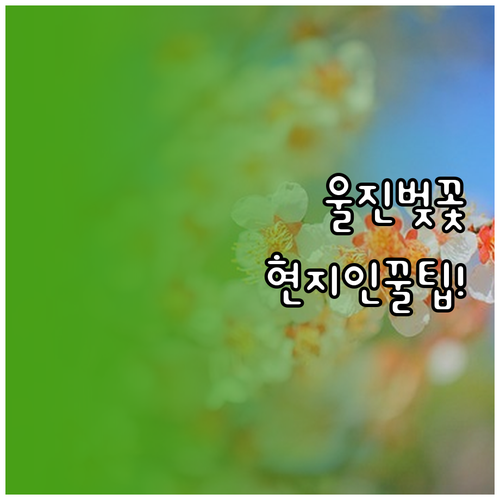 2026 울진 벚꽃 축제 주차장 위치..