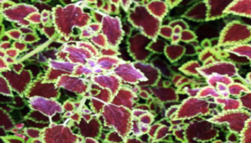 콜레우스 포스콜리(Coleus Forskohlii)