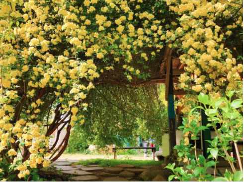 목향장미 명소 TOP4