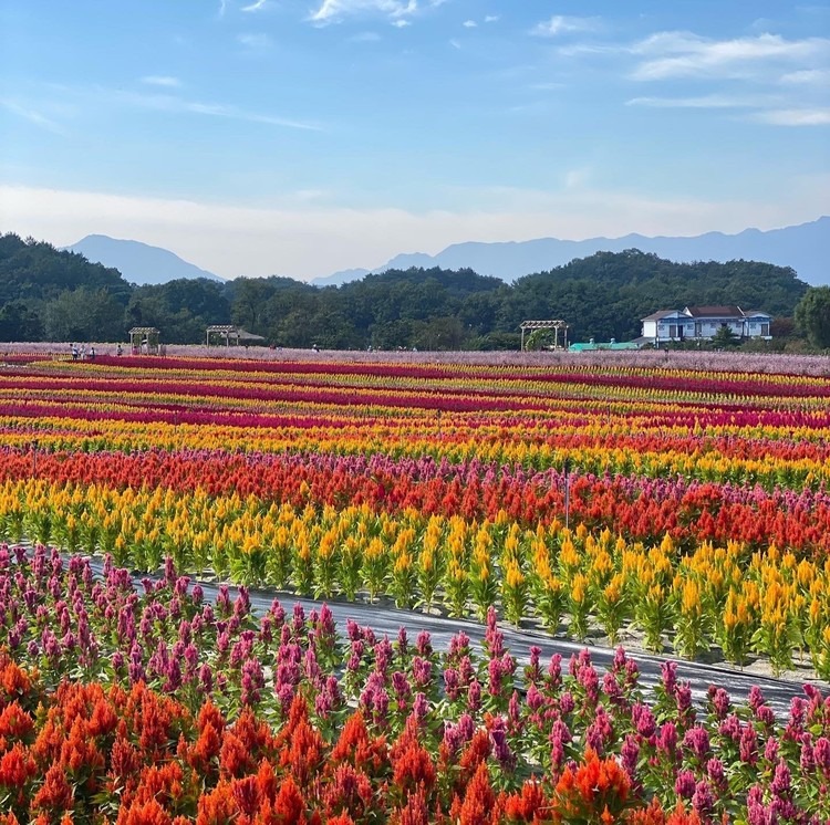 철원 고석정 가을 꽃밭 여행 꿀팁