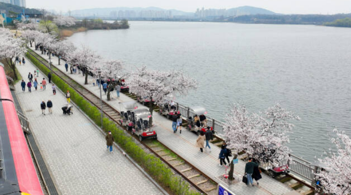 왕송 호수 공원 벚꽃길