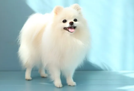 포메라니언