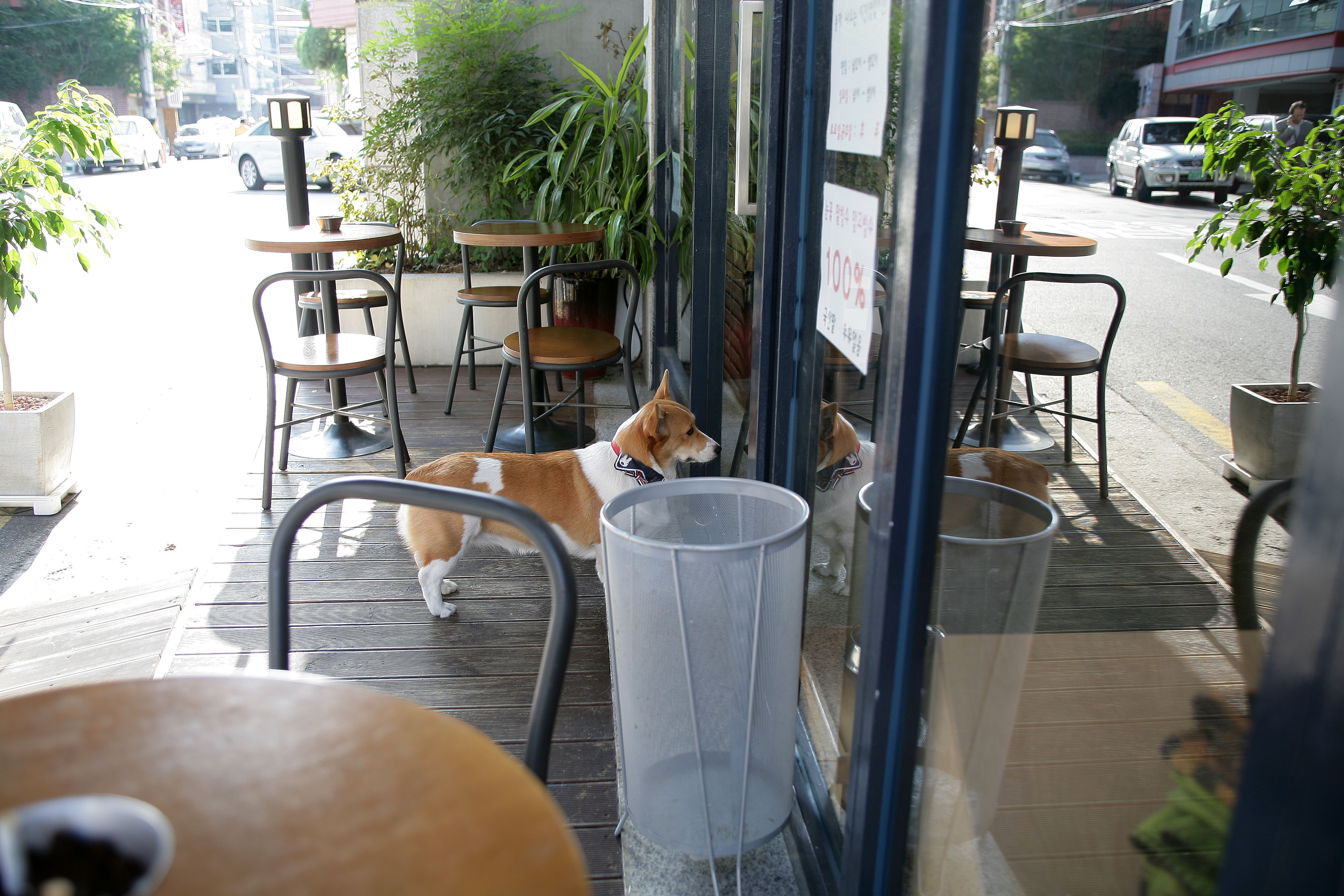 반려동물 카페 사진