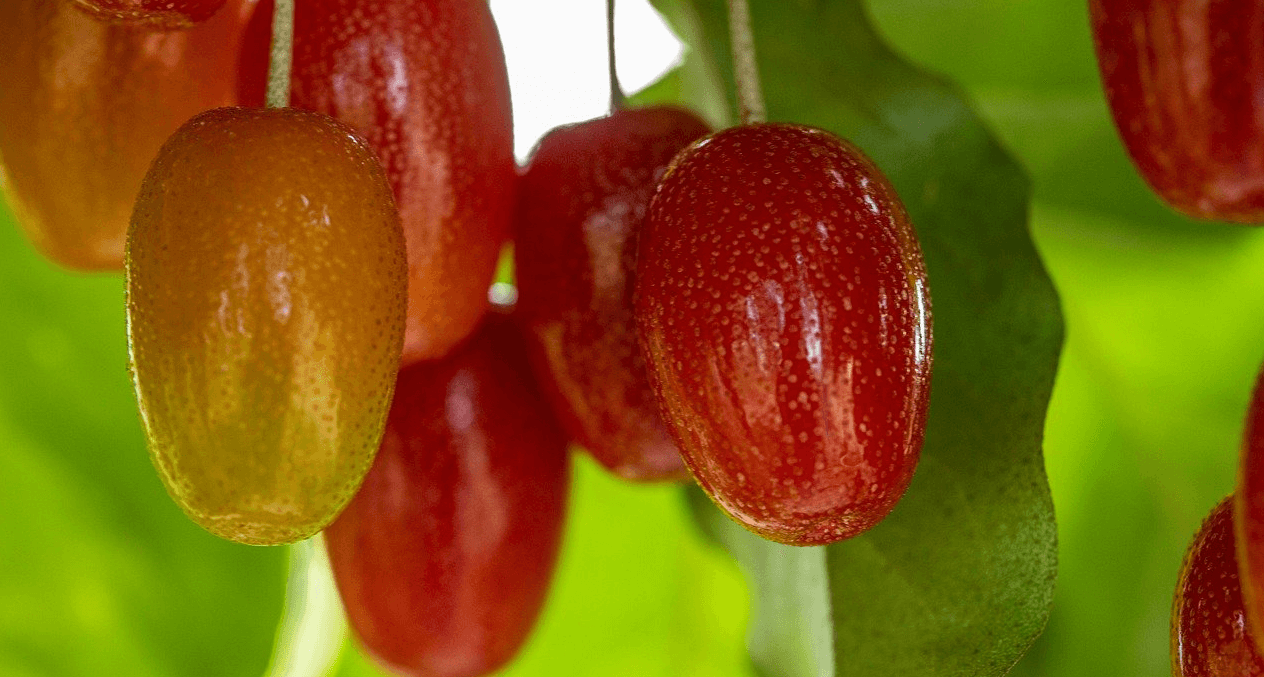 보리수 열매 사진 - 3