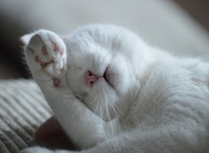 기절 꿈해몽