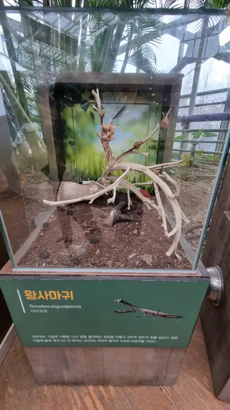 왕사마귀