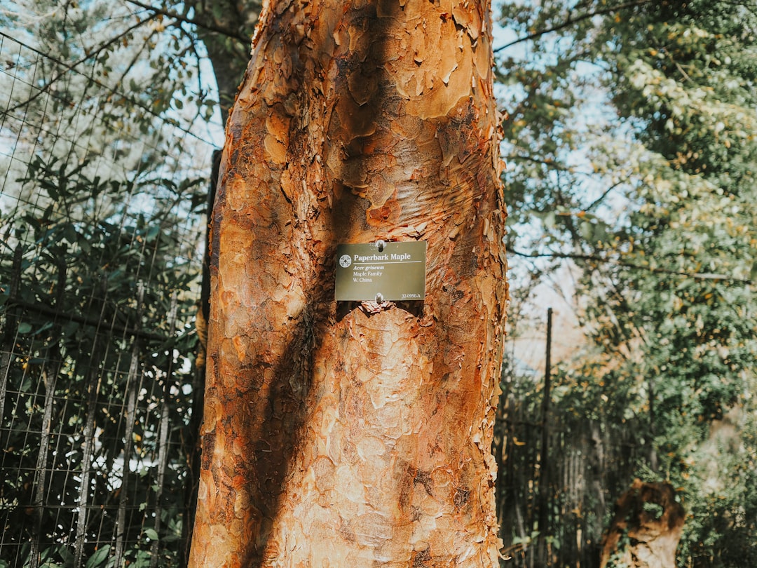 Fall prevention device