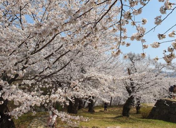 사천 벚꽃
