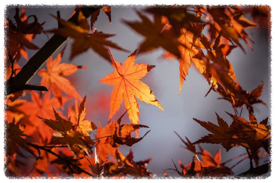 화담숲 가을 단풍 축제 기간 예약 입장료 방법