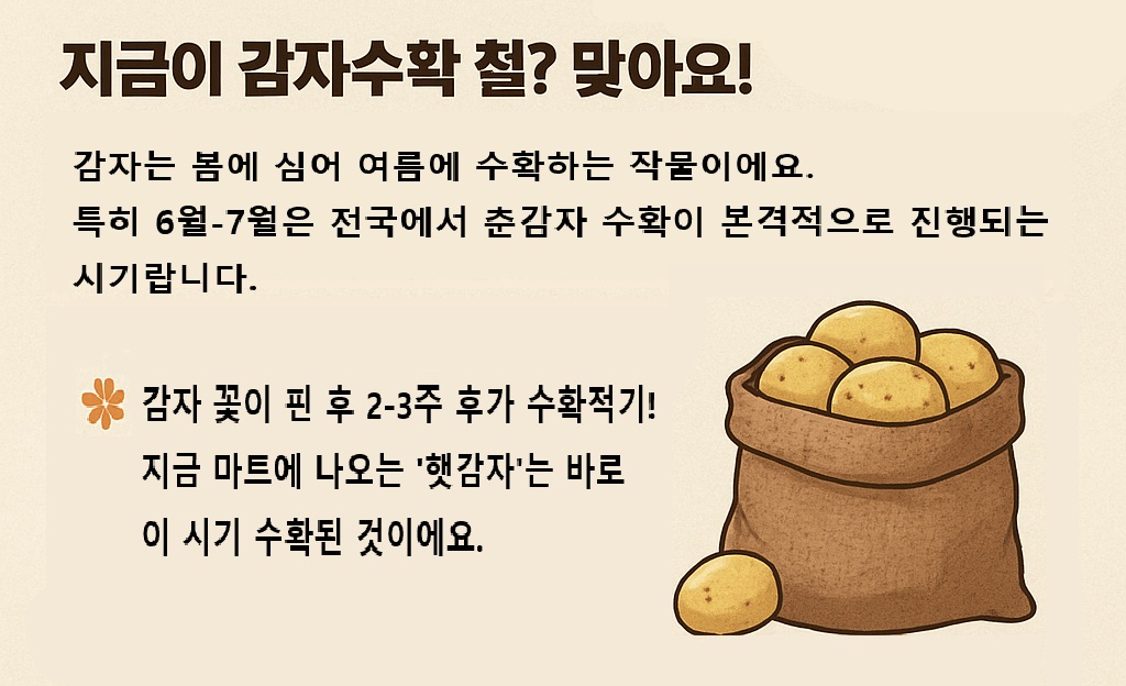 감자는 6~7월이 제철! 지금이 감자수확의 골든타임이에요