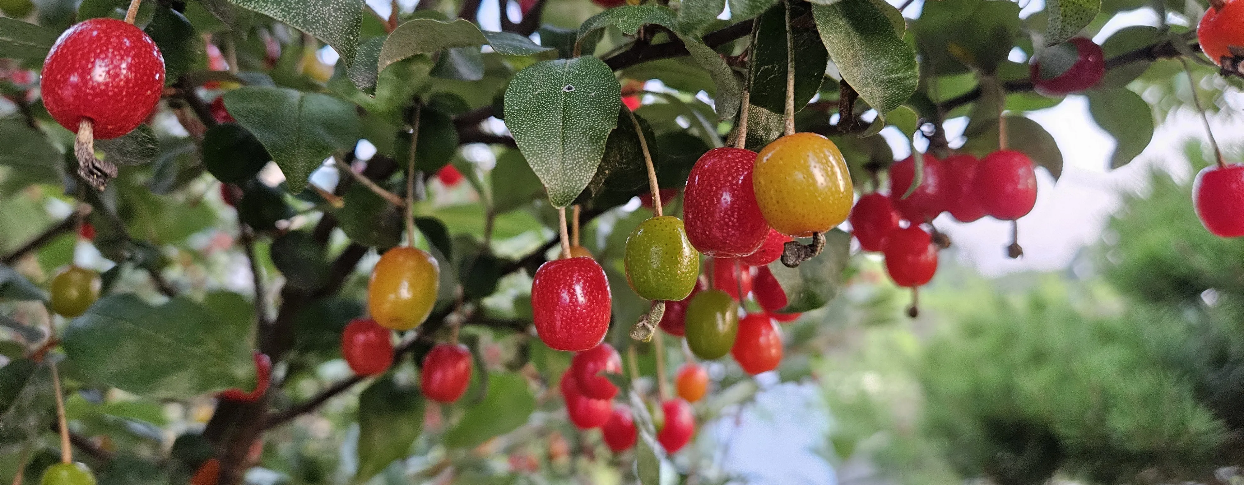 보리수나무 재배 전정 관리 착과 유도 열매 활용_1