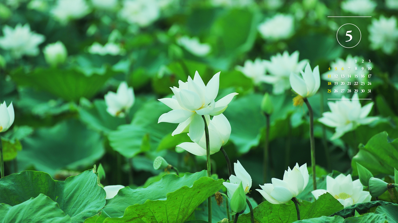 11 흰색 연꽃 A - 2025년5월 노트북배경화면