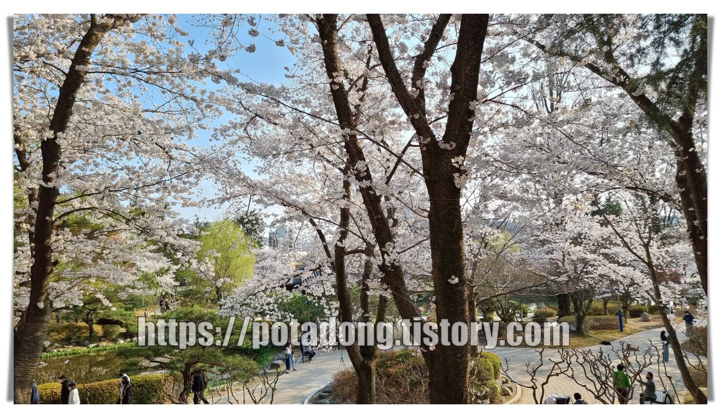 경주 보문정 벚꽃