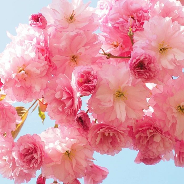 일본 전통 차회