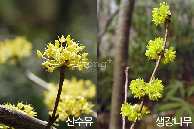 생강나무 꽃 개화시기 모양 특징_6