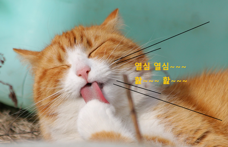 그루밍을 하는 고양이 사진