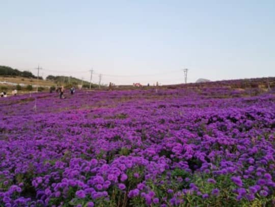 감악산-풍력단지-아스타국화밭의-모습