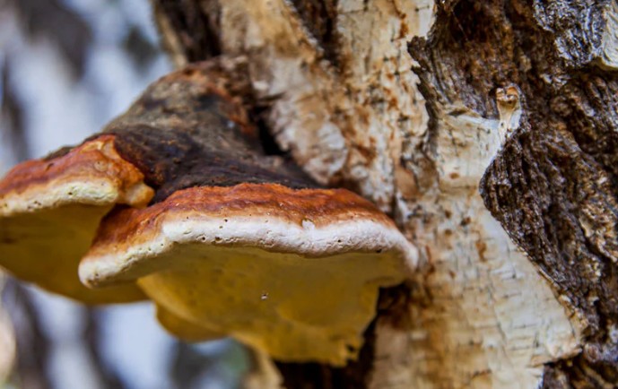 버섯종류 별 특징 효능 효과 차가버섯