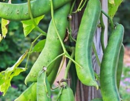 작두콩차효능,작두콩차부작용,작두콩차섭취시간,작두콩차섭취량,작두콩차영양소,작두콩차비염,작두콩차갱년기,작두콩차