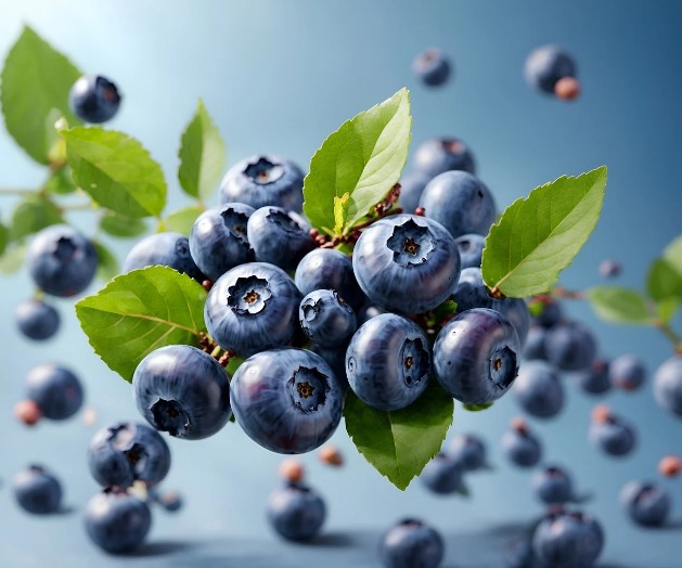 강아지에게 좋은 블루베리