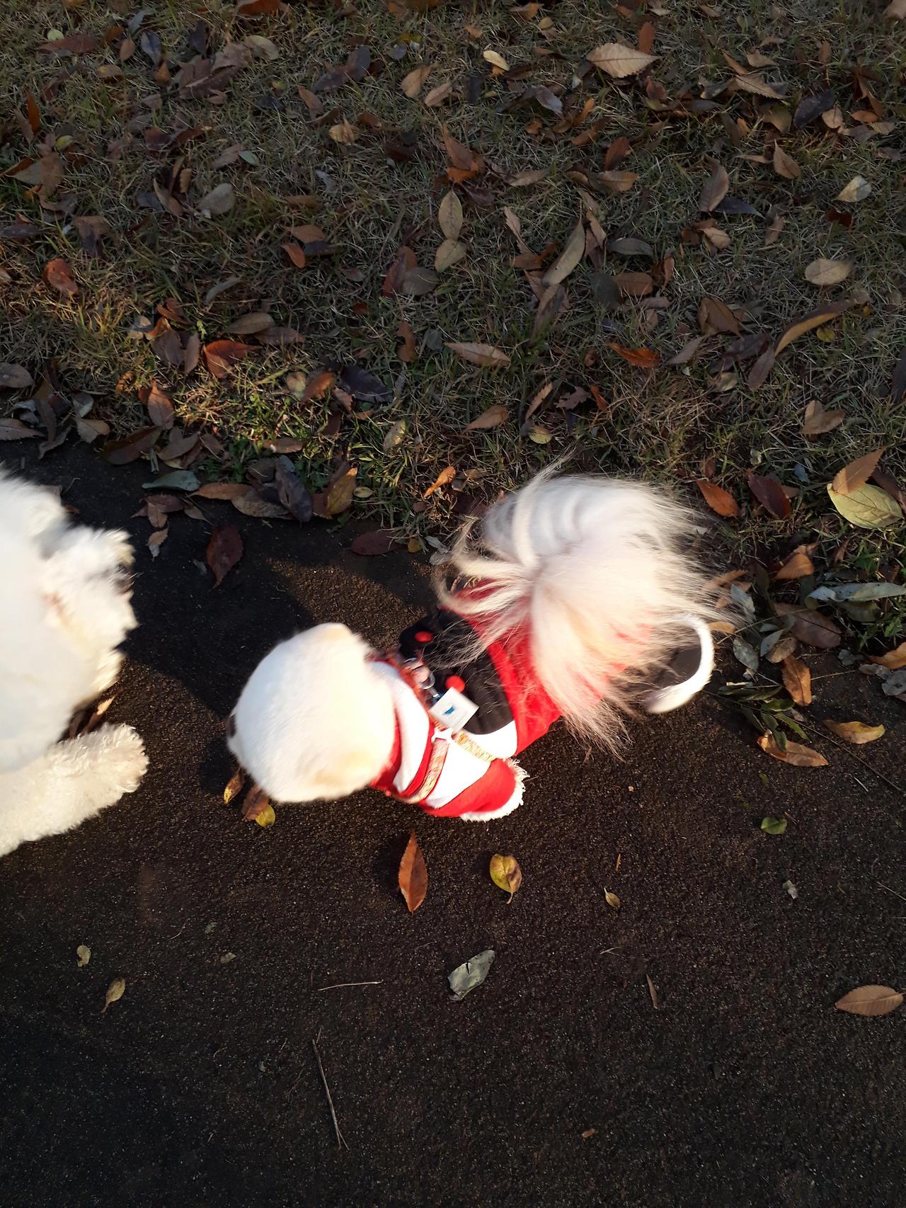 강아지 훈련 시키는 방법 : 사회성 훈련방법&amp;#44; 간식