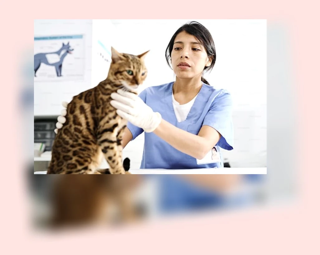 고양이 건강검진_2_subsection