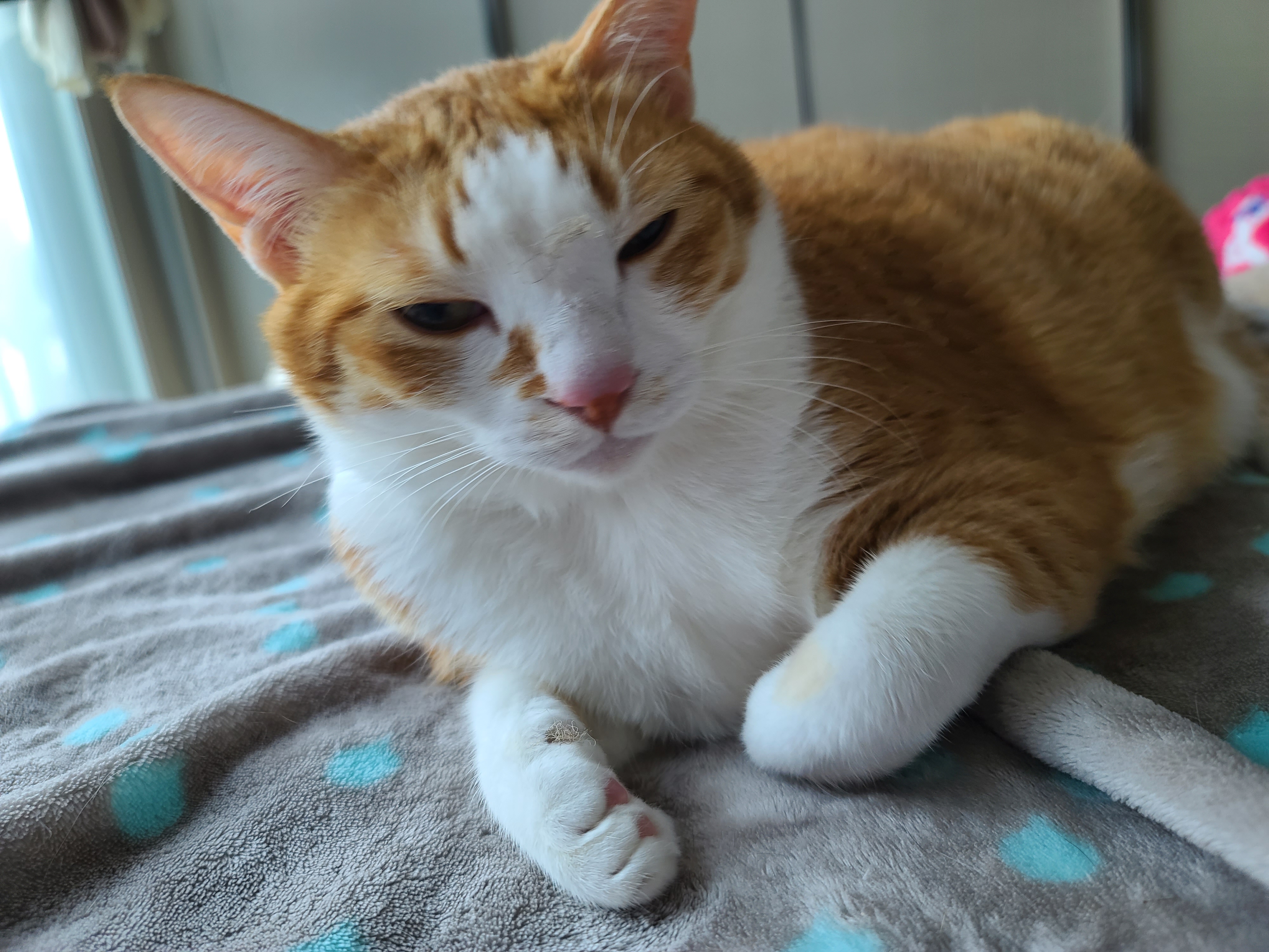 너무 귀엽게 자는 치즈냥이 호야 (feat. 사람처럼 자는 고양이 호야)