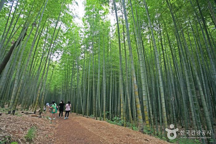 아홉산숲 볼거리