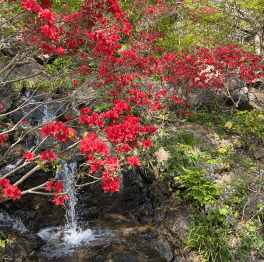 화담숲 모노레일