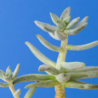 다육식물 웃자람 진행단계