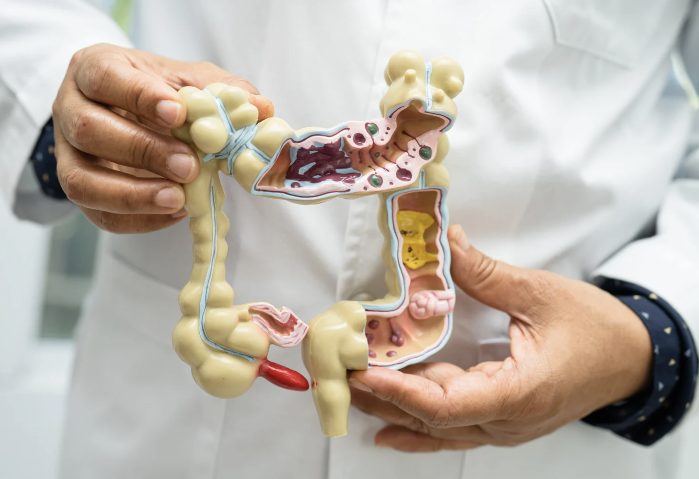 anatomy model of gut