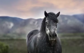12간지 동물순서 시간 12간지 나이 뜻