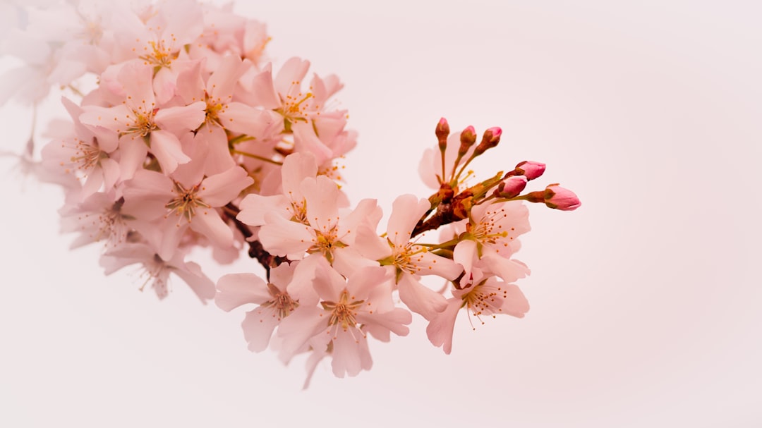 Bloom