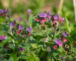 풀모나리아 이미지 사진